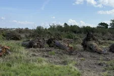 Thumbnail for Cleared land with uprooted trees and green grass under a blue sky with scattered clouds.
