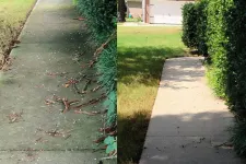 Thumbnail for a sidewalk with grass and trees