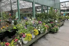 Thumbnail for Colorful potted flowers and plants displayed on shelves inside a greenhouse garden center aisle.