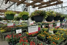 Thumbnail for Colorful garden annuals and hanging flowerpots displayed in a greenhouse nursery with wooden beams and glass roof.