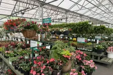 Thumbnail for Colorful annual flowers and lush green plants displayed on tables inside a bright garden center greenhouse.