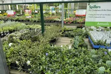 Thumbnail for Various annual plants and spillers for containers displayed in a greenhouse garden center.