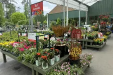 Thumbnail for Sun Annuals flower plants on display tables under a white canopy at a garden center on a sunny day