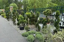 Thumbnail for Row of various potted topiary and sculpted evergreen plants lined along a fence on gravel ground.