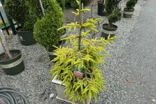 Thumbnail for Yellow-green conifer plant in a square wooden planter on gravel with potted plants in background.