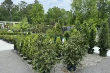 Thumbnail for Outdoor plant nursery with rows of potted green shrubs and trees under cloudy sky.