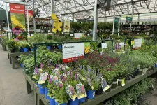 Thumbnail for Colorful sun-loving perennial plants in blue pots displayed in a greenhouse garden center under natural light.