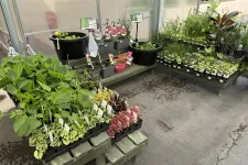 Thumbnail for Variety of young plants and seedlings displayed on wooden benches inside a greenhouse for gardening.