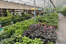 Thumbnail for Inside a large greenhouse nursery with rows of green and flowering plants under a metal-framed glass roof