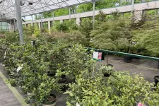 Thumbnail for Rows of potted green plants under a glass greenhouse roof at a nursery or garden center.