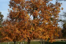 Thumbnail for a tree with orange leaves