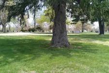 Thumbnail for a tree in a park