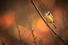 Thumbnail for Small blue and yellow bird perched on a bare branch with warm orange blurred background.