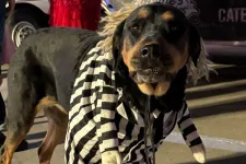 Thumbnail for Large dog dressed in a black and white striped prisoner costume with fake arms, standing on pavement at night.