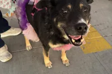 Thumbnail for Happy black and tan dog wearing a pink and purple tutu with butterfly wings, standing on sidewalk near a person's hand.