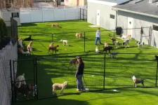 Thumbnail for a group of people in a fenced in area with animals