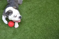 Thumbnail for a dog playing with a ball