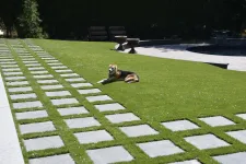 Thumbnail for a dog lying on the grass