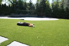 Thumbnail for a dog lying on the grass