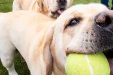 Thumbnail for a group of dogs lying on the grass with a ball in their mouth