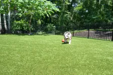 Thumbnail for a dog playing with a ball in a yard