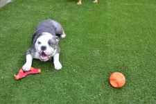 Thumbnail for a dog playing with a ball