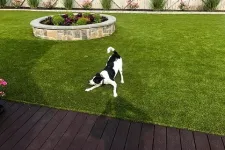 Thumbnail for a dog standing on grass