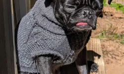 Thumbnail control image for A stylish pug wearing a cozy gray sweater, sitting on a wooden ledge in sunlight.