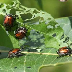 Japanese beetles