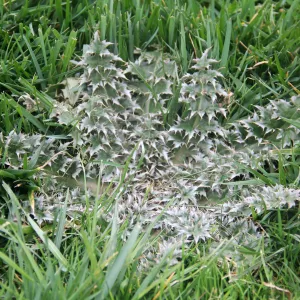 thistle in Fescue lawn