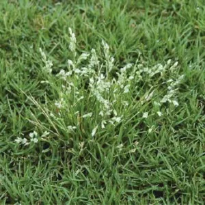 poa Annua weeds in lawn