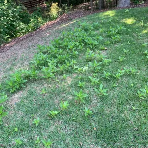 weeds in lawn