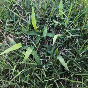crabgrass