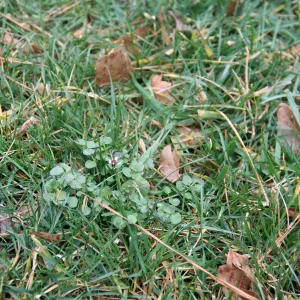 bittercress in lawn