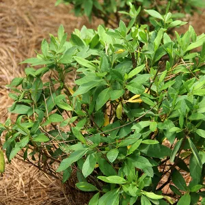 a close-up of a plant
