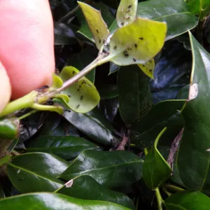 aphids on holly