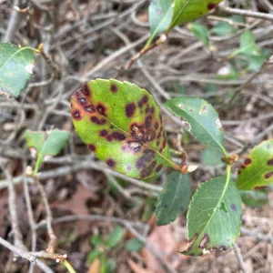leaf spot on indian hawthorn
