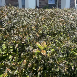 frost damage on holly