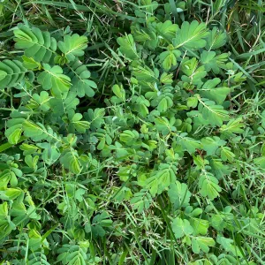chamberbitter weed