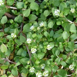 common chickweed