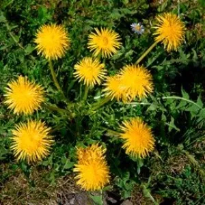dandelions in lawn