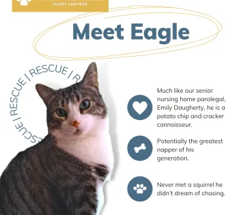 a cat with text above it