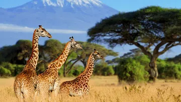 Three giraffes standing in tall grass with Mount Kilimanjaro and acacia trees in the background under a clear blue sky