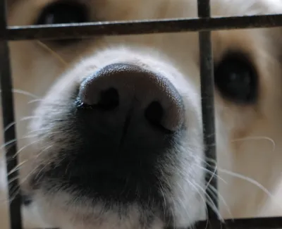 Top Dog Foundation