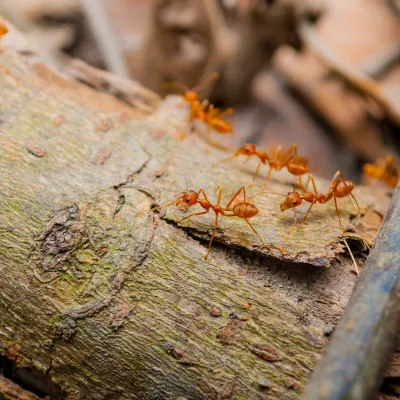 fire ants on a log