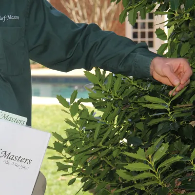 Tree & Shrub evaluation