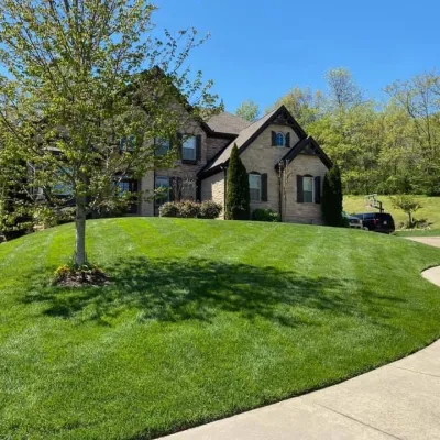 Healthy Fescue lawn