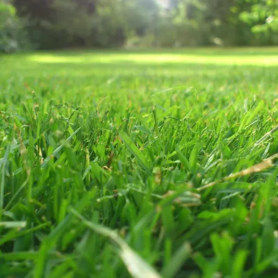 Close-up of bright green florida grass with sunlight and blurred greenery in the background on a clear day