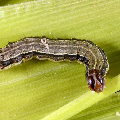a close-up of an armyworm