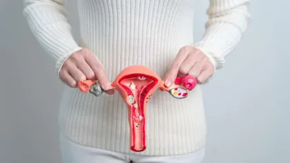 Person holding a detailed medical model of the female reproductive system showing uterus, ovaries, and fallopian tubes.